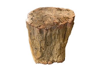 Le bois fossilisé
